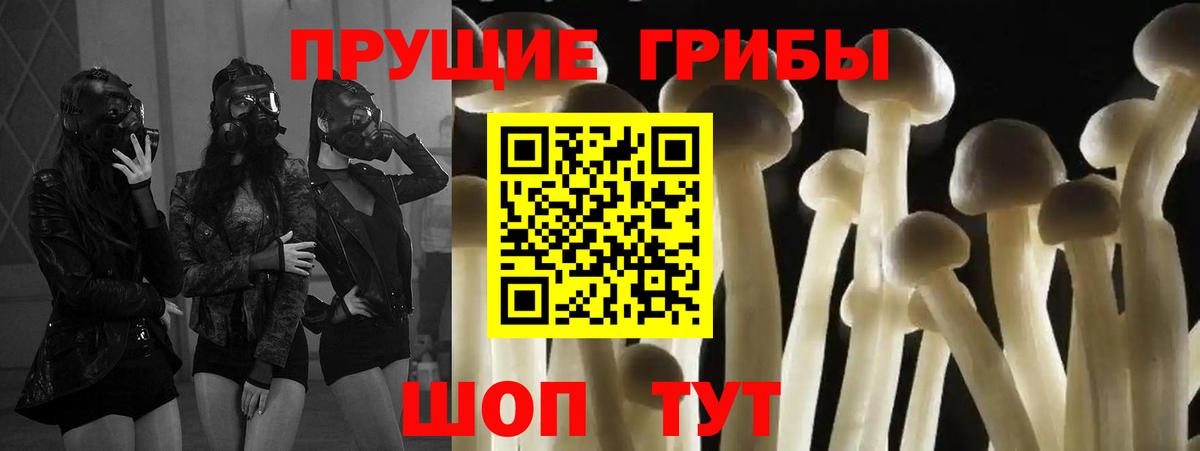 Псилоцибиновые грибы Psilocybe Кызыл